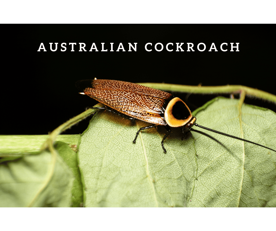 Large Roach Control; Australian Cockroach